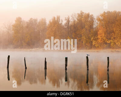 Pfähle in Kuhsee See mit Nebel, Augsburg, Schwaben, Bayern Stockfoto