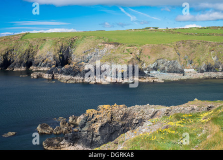 Meer Campion, Sparsamkeit und Niere Wicke Blüte im Mai auf den Klippen oberhalb Kilmurrin Cove, Copper Coast Geopark, Grafschaft Waterford Stockfoto