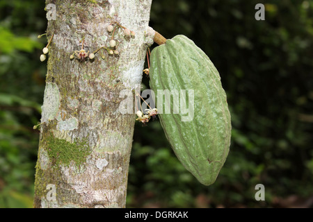 Kakaofrucht wächst am Baum Stockfoto