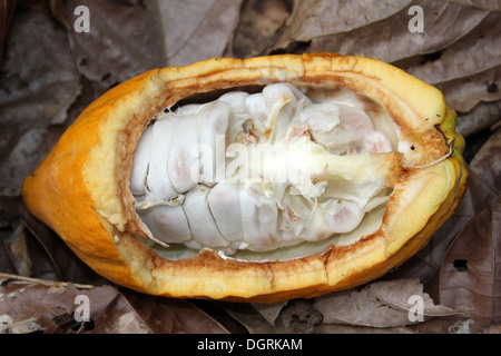 Kakaofrüchte ausgesetzt zeigen Bohnen innen Stockfoto