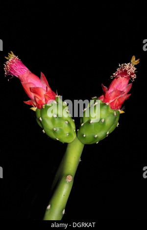 Blühende Paddel Kaktus Opuntia Cochenillifera nachts Stockfoto