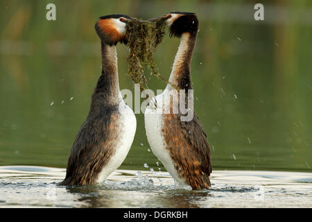 Großen Crested Grebe (Podiceps Cristatus) paar in Balz, Übertragung von Nistmaterial, Drosedower Bek Stockfoto