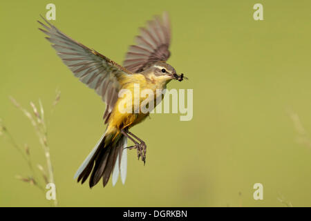 Schafstelze (Motacilla Flava), im Schwebeflug mit Beute, Strohauser Plate, Wesermarsch, Niedersachsen Stockfoto