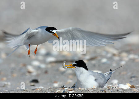 Wenig Tern (Sternula Albifrons), Balz mit Fütterung während des Fluges, Minsener Oog, Ostfriesischen Inseln, untere Sachsen Wattenmeer Stockfoto