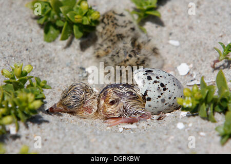 Wenig Tern (Sternula Albifrons), Küken schlüpfen, Minsener Oog, Ostfriesischen Inseln, untere Sachsen Nationalpark Wattenmeer Stockfoto