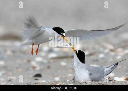 Wenig Tern (Sternula Albifrons), Balz mit Fütterung während des Fluges, Minsener Oog, Ostfriesischen Inseln, untere Sachsen Wattenmeer Stockfoto