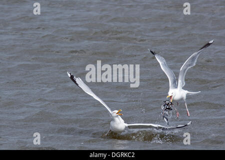 Streit um Nahrung, Minsener Oog Insel, Ostfriesischen Inseln, untere Sachsen Wattenmeer Europäische Silbermöwen (Larus Argentatus) Stockfoto