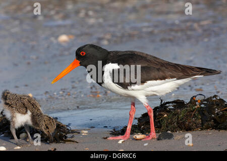 Austernfischer (Haematopus Ostralegus) Fütterung Küken, Minsener Oog, Osten Ostfriesischen Inseln, untere Sachsen Wattenmeer, Niedersachsen Stockfoto