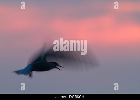 Seeschwalbe (Sterna Hirundo) im Flug, silhouette, Osten Ostfriesischen Inseln, Ostfriesland, Niedersachsen, Deutschland Stockfoto