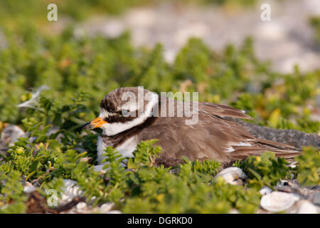 Flussregenpfeifer-Regenpfeifer (Charadrius Hiaticula) brütet auf ein Nest, Ostfriesischen Inseln, Ostfriesland, Niedersachsen, Deutschland Stockfoto