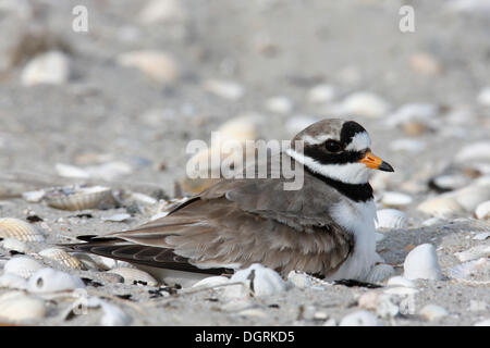 Flussregenpfeifer-Regenpfeifer (Charadrius Hiaticula) brütet auf ein Nest, Ostfriesischen Inseln, Ostfriesland, Niedersachsen, Deutschland Stockfoto