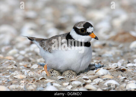 Flussregenpfeifer-Regenpfeifer (Charadrius Hiaticula) brütet auf ein Nest, Ostfriesischen Inseln, Ostfriesland, Niedersachsen, Deutschland Stockfoto