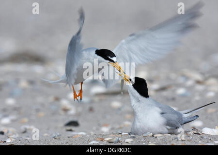 Zwergseeschwalbe (Sterna Albifrons), Fütterung während der Balz, Versorgung mit Lebensmitteln zu Zucht Partner, Ostfriesischen Inseln, Ostfriesland Stockfoto