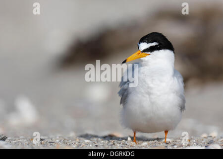 Zwergseeschwalbe (Sterna Albifrons), putzen, Osten Ostfriesischen Inseln, Ostfriesland, Niedersachsen, Deutschland Stockfoto