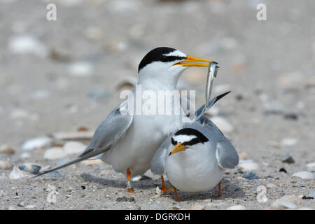 Wenig Tern (Sterna Albifrons), Balz, Männlich präsentieren Fisch als Hochzeits Geschenk, Ostfriesischen Inseln, Ostfriesland Stockfoto