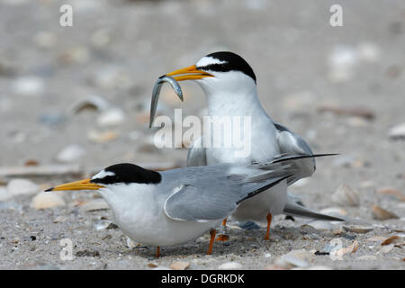 Wenig Tern (Sterna Albifrons), Balz, Männlich präsentieren Fisch als Hochzeits Geschenk, Ostfriesischen Inseln, Ostfriesland Stockfoto