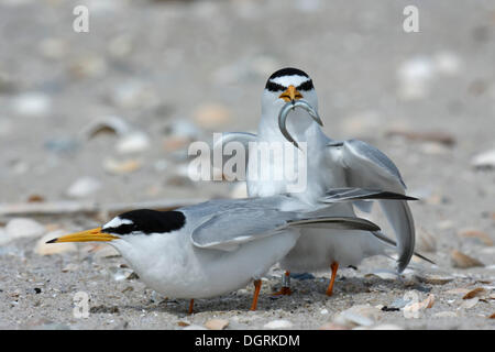 Wenig Tern (Sterna Albifrons), Balz, Männlich präsentieren Fisch als Hochzeits Geschenk, Ostfriesischen Inseln, Ostfriesland Stockfoto