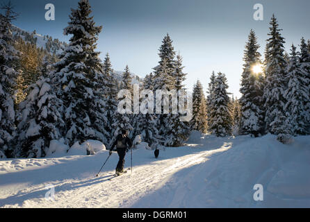 Skifahrer mit Hund im Wald, Österreich, Europa Stockfoto