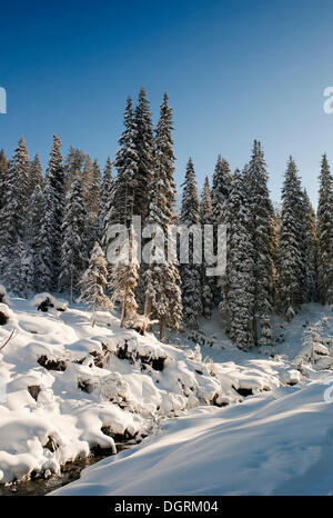 Verschneiter Wald, Österreich, Europa Stockfoto