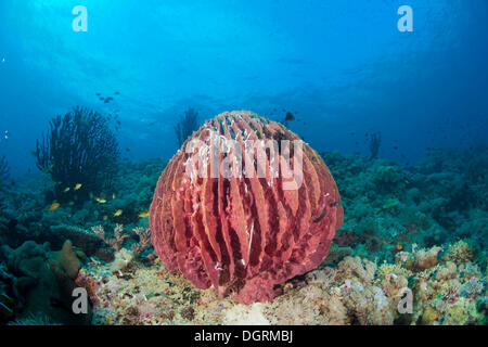 Arten von Fass-Schwamm (Xestospongia Testudinaria), Philippinen, Asien Stockfoto