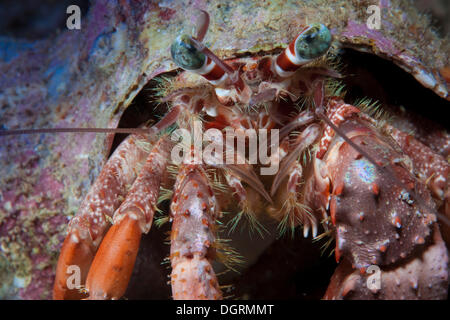 Anemonen Einsiedlerkrebs (Dardanus Pedunculatus), Philippinen, Asien Stockfoto