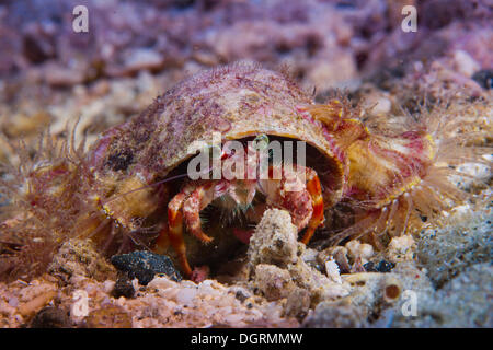 Anemonen Einsiedlerkrebs (Dardanus Pedunculatus), mit einer parasitären Anemone, Philippinen, Asien Stockfoto