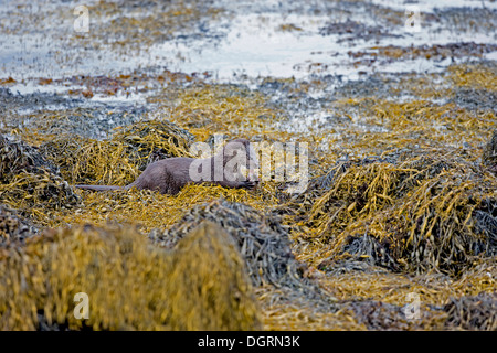 Eurasische Fischotter auf Loch Spelve Isle of Mull, Schottland Stockfoto