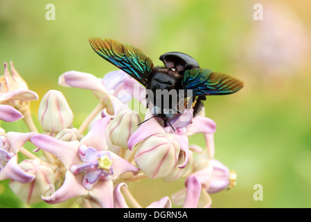 Bumblebee sammeln Pollen, Yala-Nationalpark, Sri Lanka Stockfoto