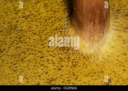 Bruine Fluweelboleet, Fluweel-Boleet, Brauner Filzröhrling, Rotbraune Ziegenlippe Xerocomus Ferrugineus, X. subtomentosus Stockfoto