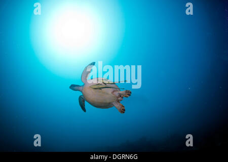 Grüne Meeresschildkröte (Chelonia Mydas) mit Schiffshaltern oder Suckerfishes, Balnek, Busuanga, Philippinen, Asien Stockfoto