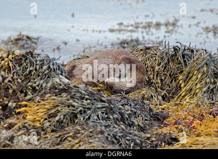 Eurasische Fischotter auf Loch Spelve Isle of Mull, Schottland Stockfoto