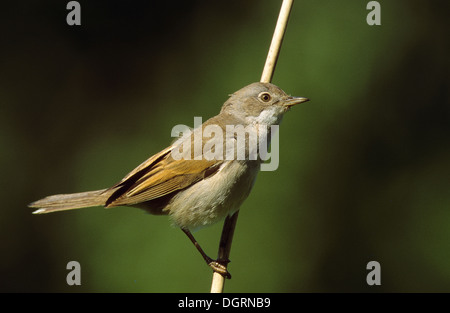 Whitethroat, Dorngrasmücke, Dorn-Grasmücke, Grasmücke, Sylvia Communis, Zwischenstockwerk grisette Stockfoto