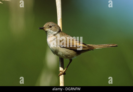 Whitethroat, Dorngrasmücke, Dorn-Grasmücke, Grasmücke, Sylvia Communis, Zwischenstockwerk grisette Stockfoto