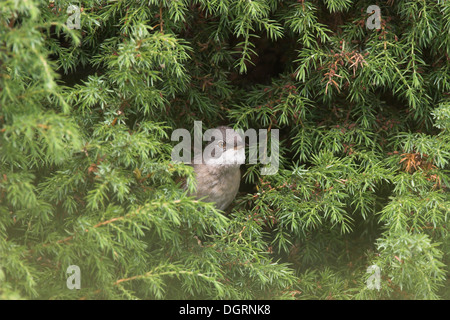 Whitethroat, Dorngrasmücke, Dorn-Grasmücke, Grasmücke, Sylvia Communis, Zwischenstockwerk grisette Stockfoto