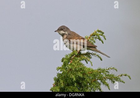 Whitethroat, Dorngrasmücke, Auf Sitzwarte, Dorn-Grasmücke, Grasmücke, Sylvia Communis, Zwischenstockwerk Grisette Stockfoto