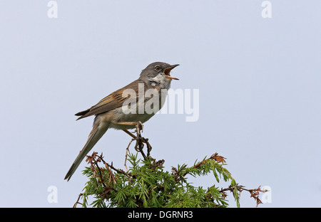 Whitethroat, Dorngrasmücke, Sings Auf Sitzwarte, Dorn-Grasmücke, Grasmücke, Sylvia Communis, Zwischenstockwerk Grisette Stockfoto