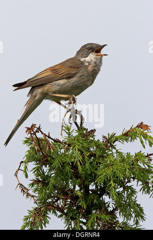 Whitethroat, Dorngrasmücke, Sings Auf Sitzwarte, Dorn-Grasmücke, Grasmücke, Sylvia Communis, Zwischenstockwerk Grisette Stockfoto