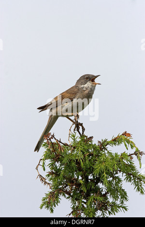 Whitethroat, Dorngrasmücke, Sings Auf Sitzwarte, Dorn-Grasmücke, Grasmücke, Sylvia Communis, Zwischenstockwerk Grisette Stockfoto