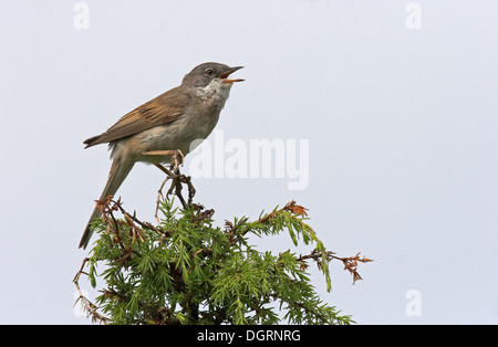 Whitethroat, Dorngrasmücke, Sings Auf Sitzwarte, Dorn-Grasmücke, Grasmücke, Sylvia Communis, Zwischenstockwerk Grisette Stockfoto