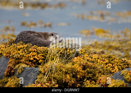 Eurasische Fischotter auf Loch Spelve Isle of Mull, Schottland Stockfoto