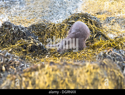 Eurasische Fischotter auf Loch Spelve Isle of Mull, Schottland Stockfoto