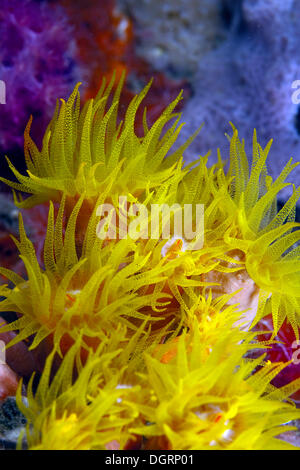 Orange Cup Coral (Tubastrea Coccinea), Padre Burgos-, Southern Leyte, Philippinen Stockfoto