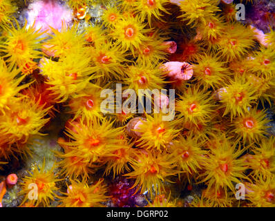 Orange Cup Coral (Tubastrea Coccinea), Padre Burgos-, Southern Leyte, Philippinen Stockfoto