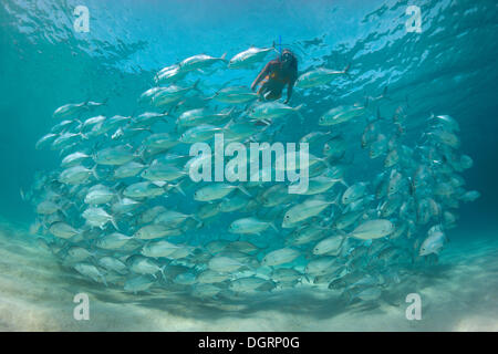 Frauen Schnorcheln gekleidet wie eine Meerjungfrau in einer Schule Bigeye Trevally (Caranx Sexfasciatus) in einer Lagune, Philippinen, Asien Stockfoto