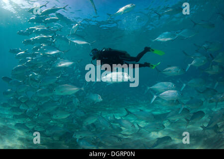 Taucher Schwimmen mit einer Schule Bigeye Trevally (Caranx Sexfasciatus) in einer Lagune, Philippinen, Asien Stockfoto