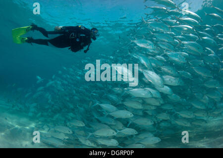 Taucher Schwimmen mit einer Schule Bigeye Trevally (Caranx Sexfasciatus) in einer Lagune, Philippinen, Asien Stockfoto