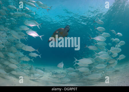 Frauen Schnorcheln gekleidet wie eine Meerjungfrau in einer Schule Bigeye Trevally (Caranx Sexfasciatus) in einer Lagune, Philippinen, Asien Stockfoto