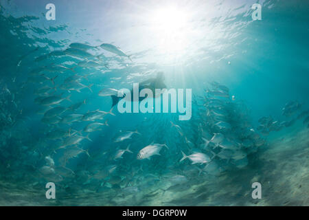 Frauen Schnorcheln gekleidet wie eine Meerjungfrau in einer Schule Bigeye Trevally (Caranx Sexfasciatus) in einer Lagune, Philippinen, Asien Stockfoto