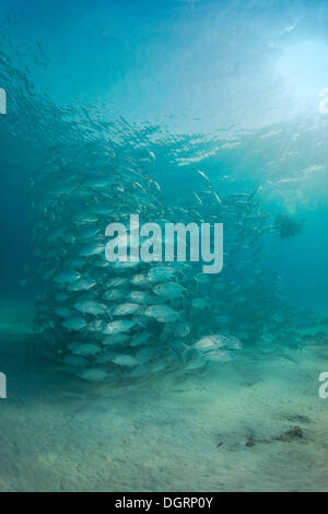 Taucher Schwimmen mit einer Schule Bigeye Trevally (Caranx Sexfasciatus) in einer Lagune, Philippinen, Asien Stockfoto