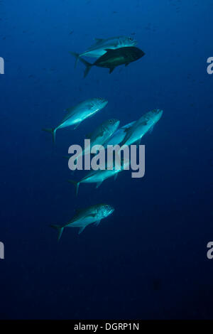 BigEye Trevally (Caranx Sexfasciatus), Barrier Reef, Australien Stockfoto